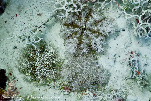 Mangrovenqualle / Upside-down jellyfish / Cassiopea andromeda / El Mina - Hurghada - Red Sea / Aquarius Diving Club