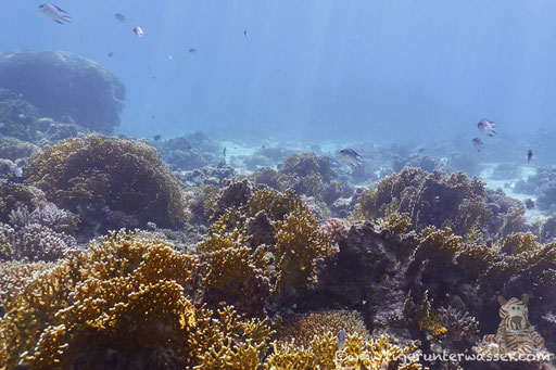 Shaab El Erg - Hurghada - Red Sea / Aquarius Diving Club