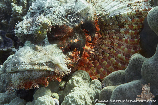 Fransiger Drachenkopf / tassled scorpionfish / Scorpaeopsis oxycephala / Godda Abu Ramada - Hurghada - Red Sea / Aquarius Diving Club