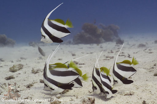 Schwarm Wimpelfisch / Schooling Bannerfish / Heniochus diphreutes / Fanadir Nord - Hurghada - Red Sea / Aquarius Diving Club 