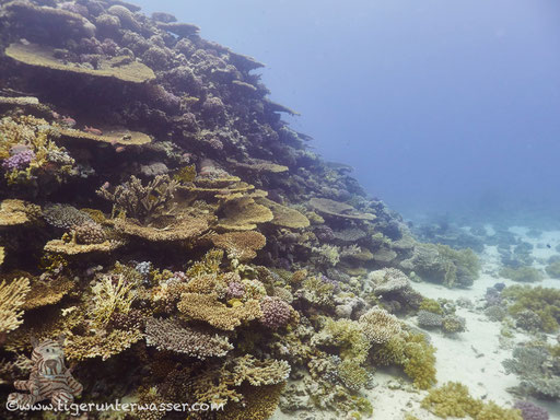 Carless Reef / Hurghada - Red Sea / Aquarius Diving Club