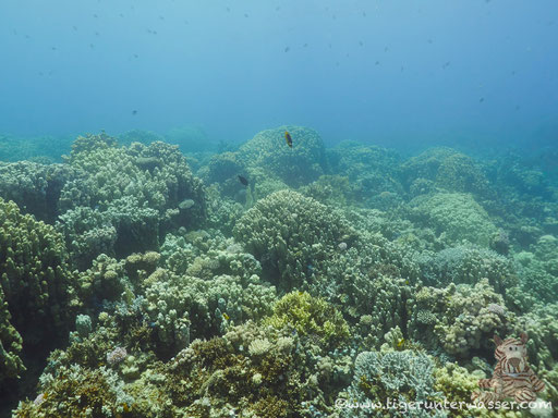 Shaab Sabina / Hurghada - Red Sea / Aquarius Diving Club