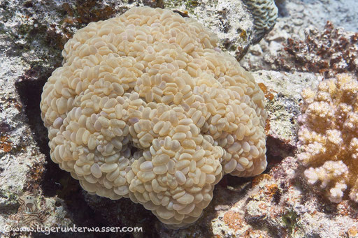 Blasenkoralle / Bubble coral / Plerogyra sinuosa / Fanus Süd - Hurghada - Red Sea / Aquarius Diving Club