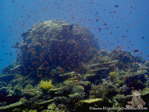 Carless Reef / Hurghada - Red Sea / Aquarius Diving Club