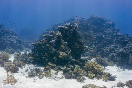 Carless Reef / Hurghada - Red Sea / Aquarius Diving Club