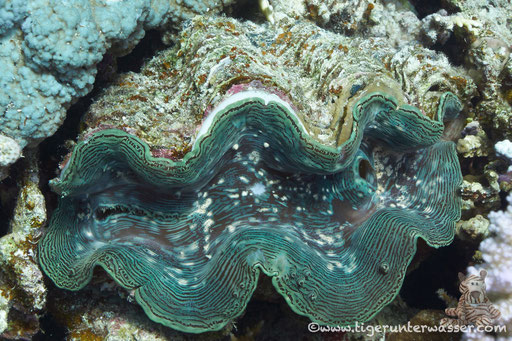 Schuppige Riesenauster / common giant clam / Pteria aegyptiaca / Hurghada - Red Sea / Aquarius Diving Club