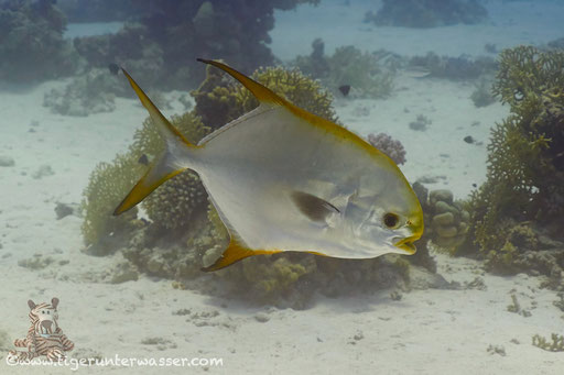 Stupsnasen Pompano / Snub-Nosed Dart / Trachinotus blochii / Godda Abu Ramada West - Hurghada - Red Sea / Aquarius Diving Club