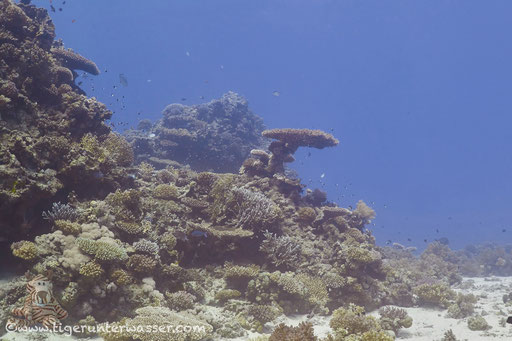 Carless Reef / Hurghada - Red Sea / Aquarius Diving Club