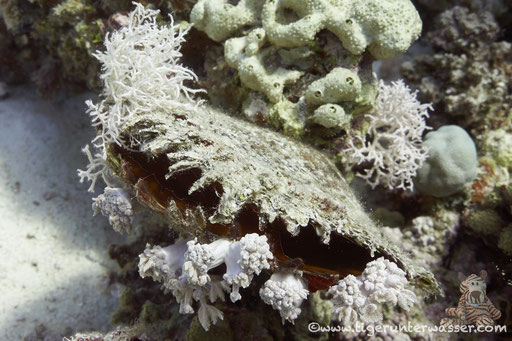 Gemeine Perlmuschel / common pearl oyster / Pinna margaritifer / Ben El Gebal - Hurghada - Red Sea / Aquarius Diving Club