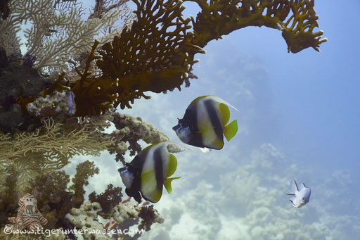 Carless Reef / Hurghada - Red Sea / Aquarius Diving Club