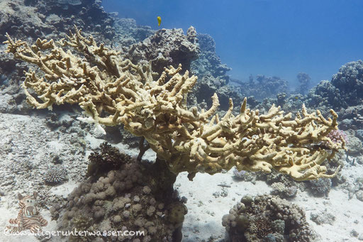 / Hurghada - Red Sea / Aquarius Diving Club