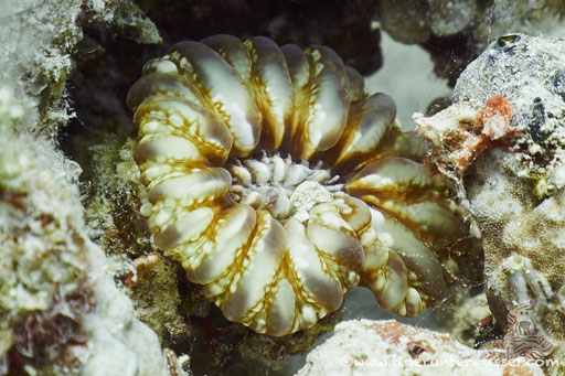 Marsa Abu Galawa / Hurghada - Red Sea / Aquarius Diving Club