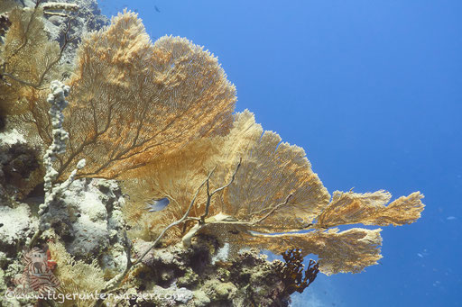 Gorgonia Drop Off (Gorgonia Hulk)- Hurghada - Red Sea / Aquarius Diving Club