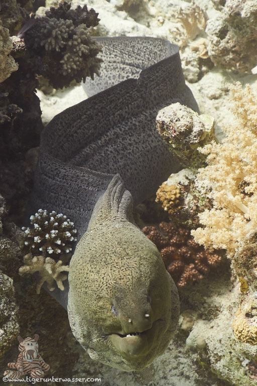 Riesenmuräne / giant moray / Gymnothrax javanicus / Abu Ramada Süd / Hurghada - Red Sea / Aquarius Diving Club