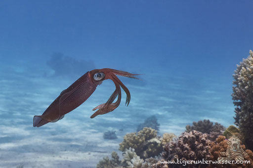 Lessons Riffkalmar / bigfin reef squid / Sepiotheutis lessoniana / Disha - Makadi Bay - Red Sea / Aquarius Diving Club