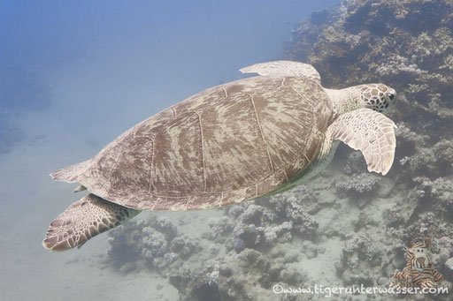Grüne Schildkröte / Green Sea Turtle / Chelonia mydas /Marsa Mubarak - Marsa Alam - Red Sea