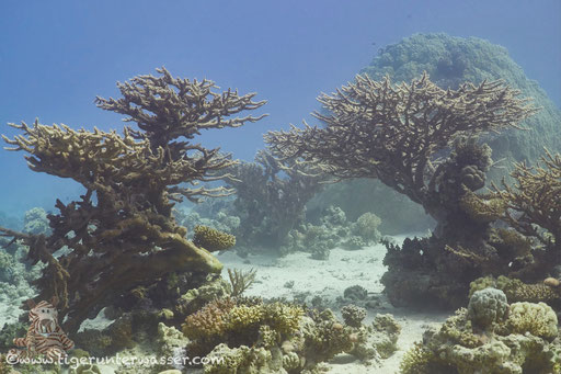 Godda Abu Galawa / Hurghada - Red Sea / Aquarius Diving Club