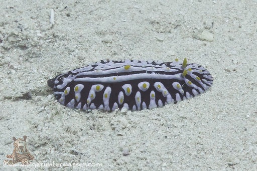 Variable Warzenschnecke / varicose wart slug / Phyllidia varicosa / - Hurghada - Red Sea / Aquarius Diving Club