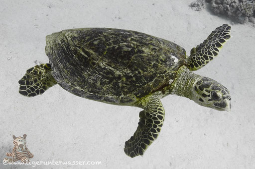 Echte Karettschildkröte / hawksbill sea turtle / Eretmochelys imbricata / Disha Malagk - Hurghada - Red Sea / Aquarius Diving Club