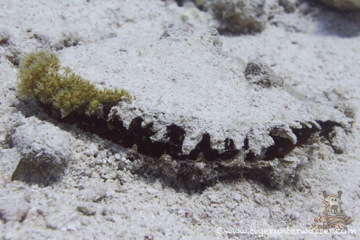 Gemeine Perlmuschel / common pearl oyster / Pinna margaritifer / Fanadir Süd - Hurghada - Red Sea / Aquarius Diving Club