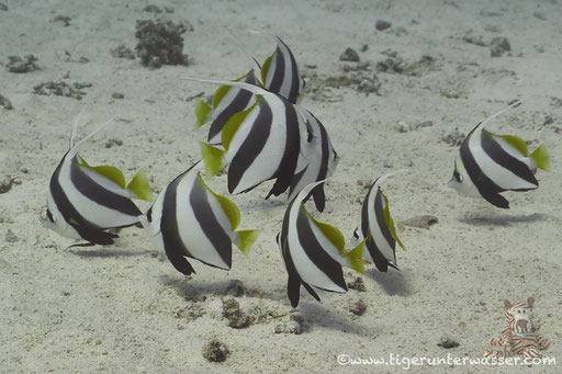 Schwarm Wimpelfisch / Schooling Bannerfish / Heniochus diphreutes / Fanadir Nord - Hurghada - Red Sea / Aquarius Diving Club 