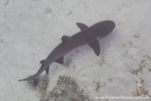 Weißspitzen Riffhai / Whitetip Reef Shark / Triaenodon obesus / Godda Abu Ramada - Hurghada - Red Sea / Aquarius Diving Club