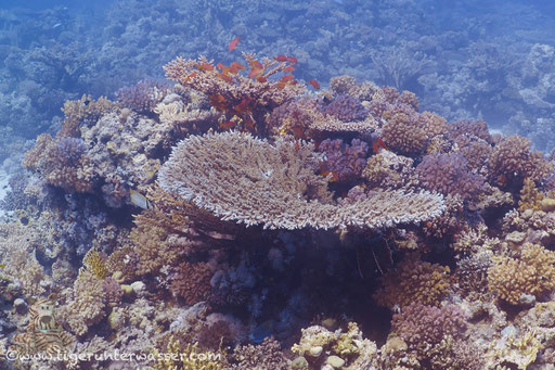 Carless Reef / Hurghada - Red Sea / Aquarius Diving Club