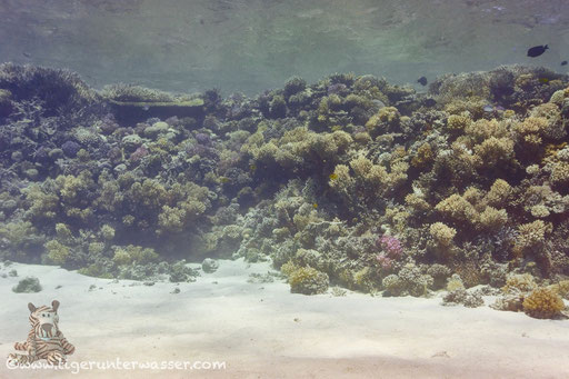 Ben El Gebal / Hurghada - Red Sea / Aquarius Diving Club