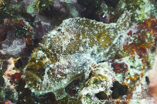 Riesen-Anglerfisch / Commerson's Frogfish / Antennarius commersoni / Fanadir Nord - Hurghada - Red Sea / Aquarius Diving Club