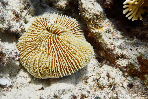 Schwere Pilzkoralle / Fungia puamotensis / Ben El Gebal - Hurghada - Red Sea / Aquarius Diving Club