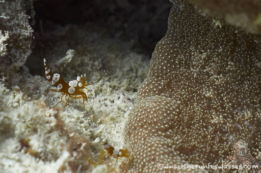 Hohlkreuzgarnele / squat shrimp or sexy shrimp / Thor amboinensis / Fanadir Süd - Hurghada - Red Sea / Aquarius Diving Club