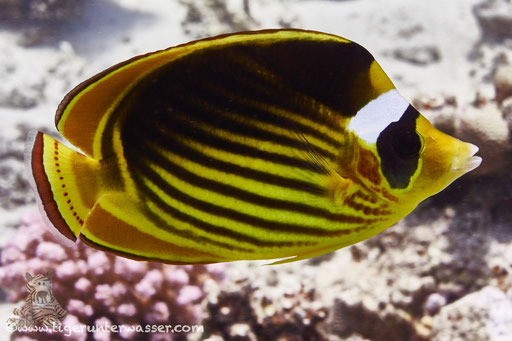 Tabak Falterfisch / Red Sea Raccoon Butterflyfish / Chaetodon fasciatus / Hurghada - Red Sea / Aquarius Diving Club