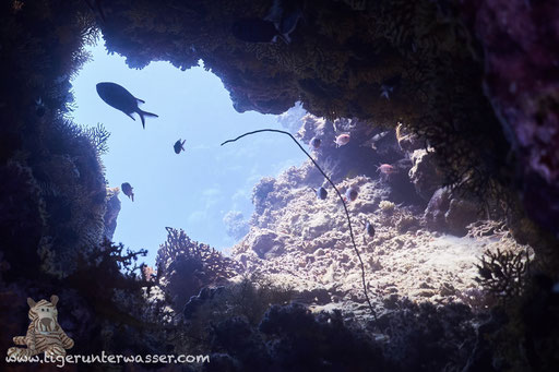 Shabrul / Hurghada - Red Sed / Aquarius Diving Club