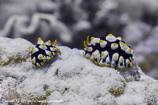 Rüppels Warzenschnecke / varicose wart slug / Fryeria rueppellii / Fanus East - Hurghada - Red Sea / Aquarius Diving Club