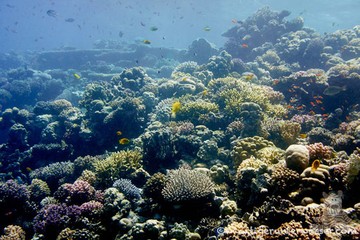 Disha / Makadi Bay - Red Sea / Aquarius Diving Club