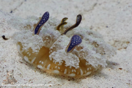 Mangrovenqualle / Upside-down jellyfish / Cassiopea andromeda / Fanus East - Hurghada - Red Sea / Aquarius Diving Club