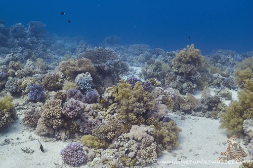 Carless Reef / Hurghada - Red Sea / Aquarius Diving Club