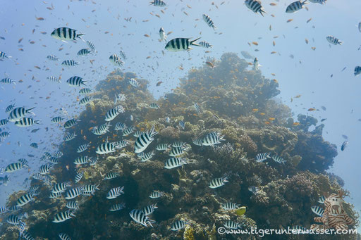 Shaab Iris / Hurghada - Red Sea / Aquarius Diving Club
