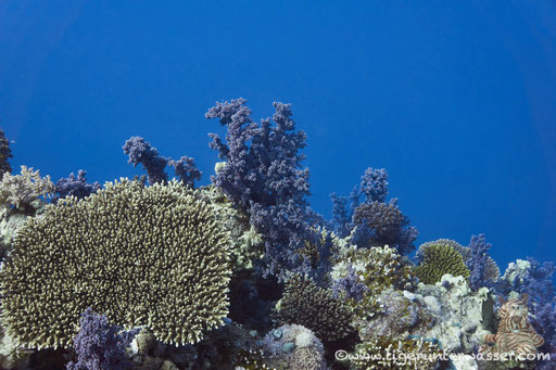 Carless Reef / Hurghada - Red Sea / Aquarius Diving Club