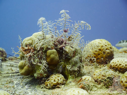 El Mina / Hurghada - Red Sea / Aquarius Diving Club