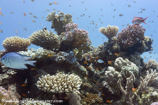 Ben El Gebal / Hurghada - Red Sea / Aquarius Diving Club