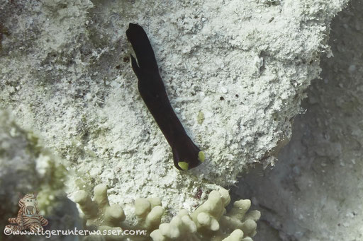 Gelblippen Kopfschild / Chelidonura flavolabata / Hurghada - Red Sea / Aquarius Diving Club