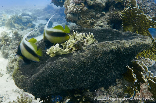 Rotmeer Wimpelfisch / Red Sea bannerfish / Heniochus intermedius / Hurghada - Red Sea / Aquarius Diving Club