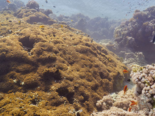 Disha Malagk - Makadi Bay - Red Sea / Aquarius Diving Club