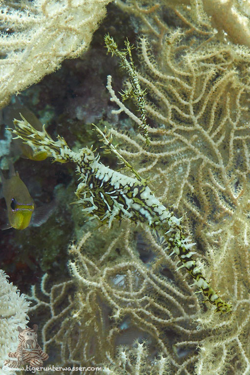 Harlekin-Geisterpfeifenfisch / Ornate Ghost Pipefish / Solenostomus paradoxus / Abu Ramada Süd - Hurghada - Red Sea / Aquarius Diving Club