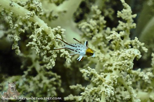 Herzog Schweinslippfisch juv. / Lyretail Hogfish / Bodianus anthioides / Abu Ramada Süd - Hurghada - Red Sea / Aquarius Diving Club