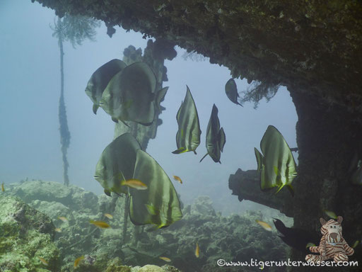 Rundkopf Fledermausfisch / Orbicular batfish / Platax orbicularis / Mohamed Hassaballa - Hurghada - Red Sea / Aquarius Diving Club