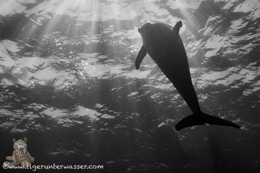Fanus West - Hurghada - Red Sea / Aquarius Diving Club