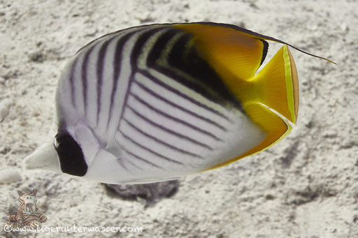 Fähnchen Falterfisch / threadfin butterflyfish / Chaetodon auriga / Hurghada - Red Sea / Aquarius Diving Club