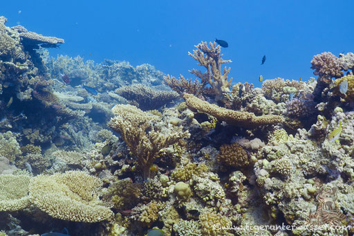 Carless Reef / Hurghada - Red Sea / Aquarius Diving Club